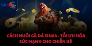 Cách nuôi gà đá Sin88 - Tối ưu hóa sức mạnh cho chiến kê