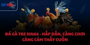 Đá Gà Tre Sin88 - Hấp dẫn, càng chơi càng cảm thấy cuốn