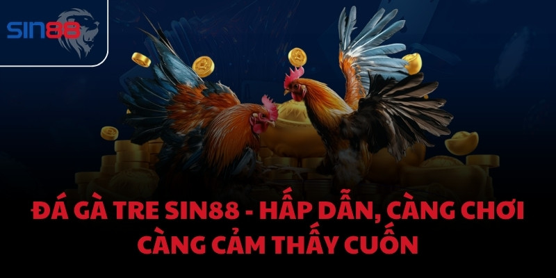 Đá Gà Tre Sin88 - Hấp dẫn, càng chơi càng cảm thấy cuốn